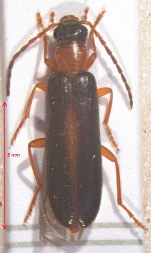Xanthochroina auberti