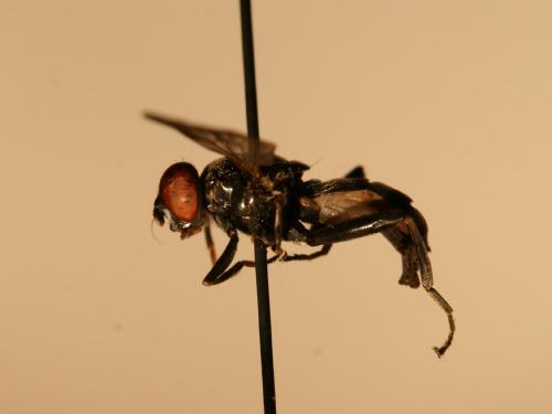 Xylota abiens