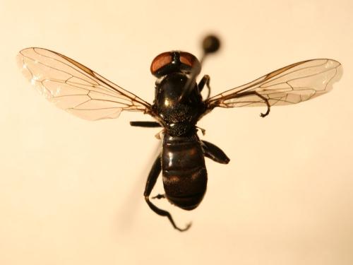 Xylota abiens
