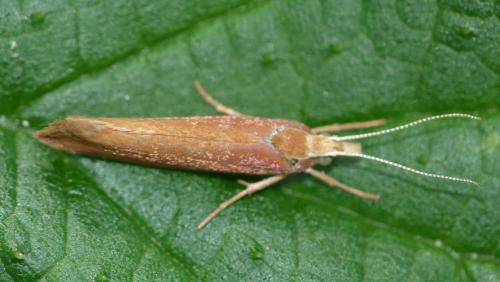 Réf. 127 344 : Ypsolopha parenthesella