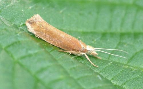 Réf. 127 345 : Ypsolopha parenthesella