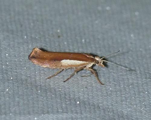 Réf. 127 425 : Ypsolopha parenthesella