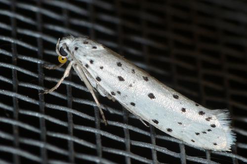 Yponomeuta sp.