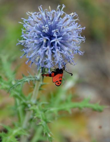 Réf. 127 996 : Zygaena fausta