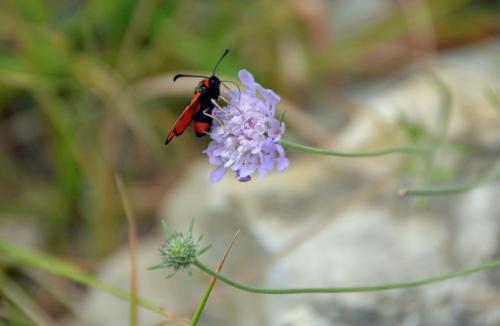 Zygaena fausta