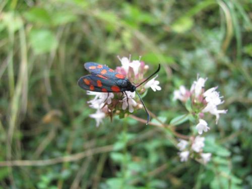 Zygaena transalpina