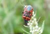 127974 – Photo : Nicolas Alric – France (05)