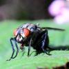 127942 – Photo : Mathurin CARNET – France (22)