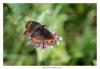 127455 – Photo : Denis Girard – France (74)