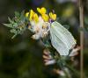 127684 – Photo : lguez – France (48)
