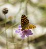 127681 – Photo : lguez – France (30)