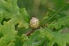 127327 – Photo : Pascal Vigneron – France (52)