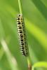 127899 – Photo : Insectesidf – France (61)