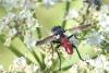 127051 – Photo : Didier DRUART – France (51)