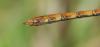 127092 – Photo : Didier Houbrechts – Belgique