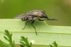 Stomorhina lunata