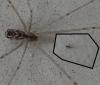 Holocnemus pluchei