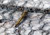 127871 – Photo : Patrick Decreus – France (22)