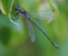 127735 – Photo : Patrick Decreus – France (22)
