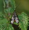 127671 – Photo : Patrick Decreus – France (22)
