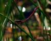 127478 – Photo : Patrick Decreus – France (22)