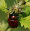 127813 – Photo : Patrick Decreus – France (22)