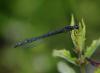 127914 – Photo : Patrick Decreus – France (22)