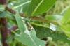 Eucosma sp.