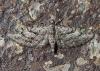 Eupithecia pusillata