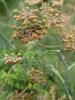127595 – Photo : Vita – France (53)