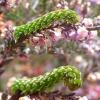 127835 – Photo : Mathurin CARNET – France (22)