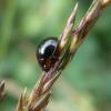 127839 – Photo : Mathurin CARNET – France (22)