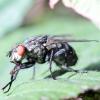127940 – Photo : Mathurin CARNET – France (22)