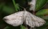 127087 – Photo : Pascal Vigneron – France (52)