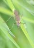 127213 – Photo : Renko Usami – France (73)