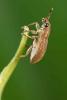 127387 – Photo : Clément Wurmser – France (54)