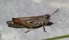 127878 – Photo : Duborget Robin – France (06)