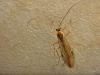 Ophion sp.