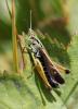 127846 – Photo : Duborget Robin – France (06)