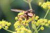 127231 – Photo : Gerard VIGO – France (24)