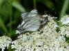 127667 – Photo : A. Horellou – France (05)