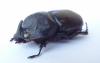 127119 – Photo : Pierre Cabrol – Madagascar