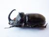 127095 – Photo : Pierre Cabrol – Madagascar