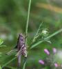 127790 – Photo : patrick derennes – France (26)