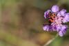127341 – Photo : patrick derennes – France (26)