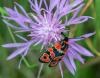 127342 – Photo : patrick derennes – France (26)