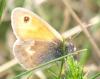 127323 – Photo : Amaury de la Pinsonnais – France (44)