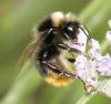 127412 – Photo : Amaury de la Pinsonnais – France (44)