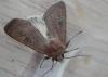 127744 – Photo : Dominique THAUVIN – France (45)