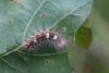 127847 – Photo : Insectesidf – France (35)